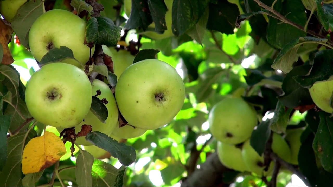 Who Was Johnny Appleseed?