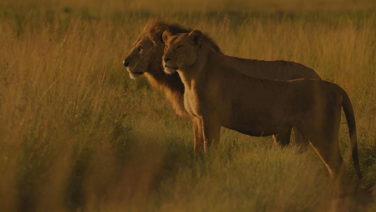 Living with Lions