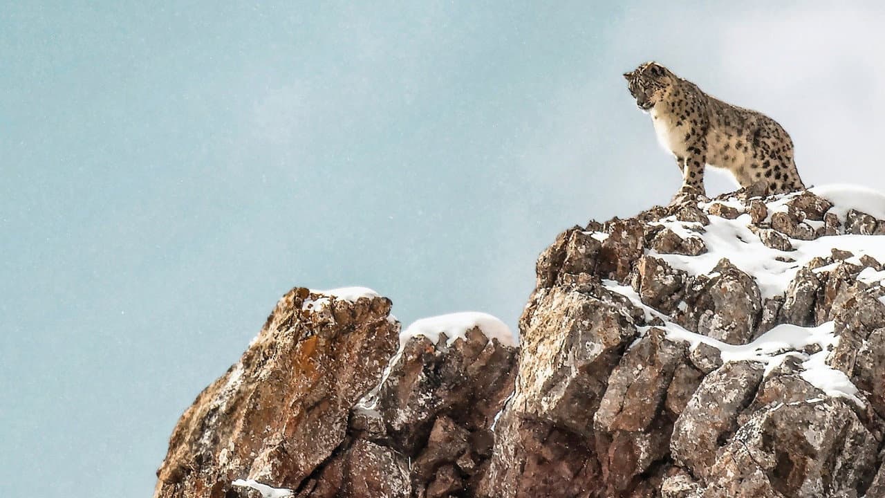 El leopardo de las nieves